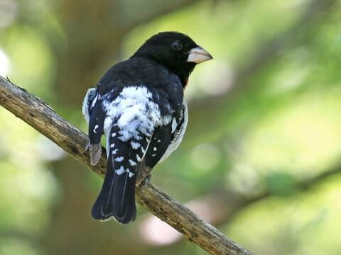 Rose-breasted Grosbeak Identification, All About Birds, Cornell Lab of  Ornithology