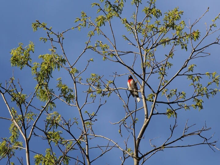 Rose-breasted Grosbeak 