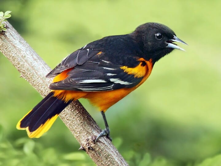 Similar Species to Baltimore Oriole, All About Birds, Cornell Lab