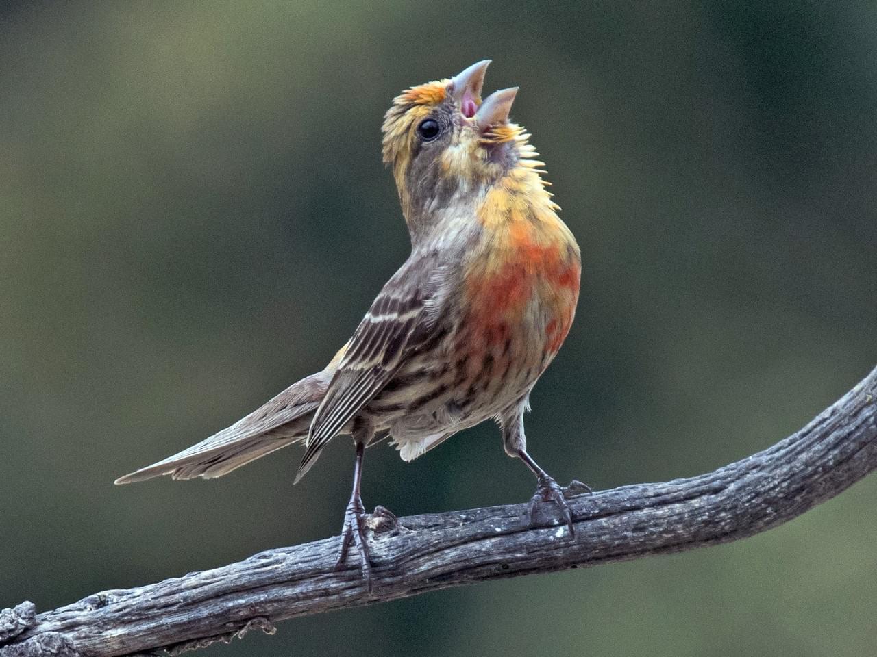 house-finch-celebrate-urban-birds