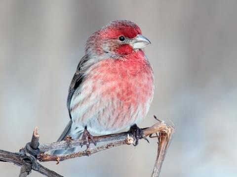 type of finch birds