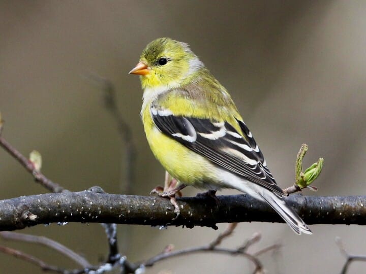 lesser goldfinch vs american goldfinch