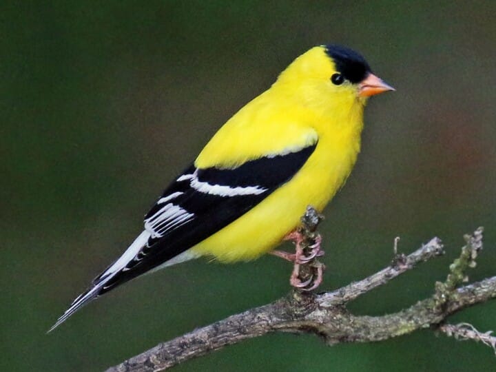 lesser goldfinch vs american goldfinch