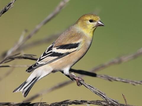 american goldfinch female winter