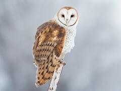 Barn Owl Overview All About Birds Cornell Lab Of Ornithology