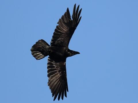 Common Raven - Photos, facts, and identification tips