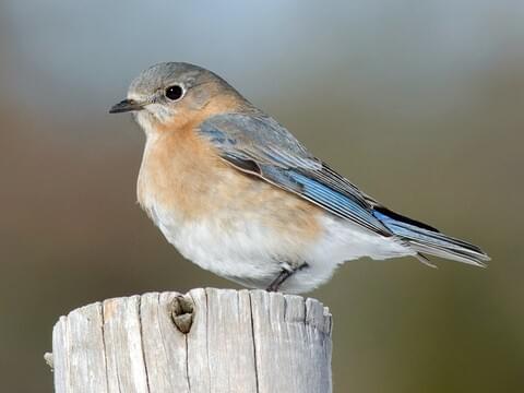 Eastern Bluebird Identification, All About Birds, Cornell Lab of Ornithology
