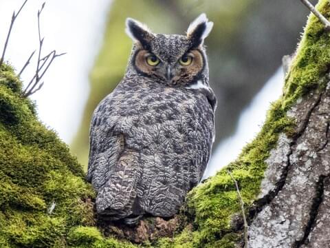 Great Horned Owl Identification All About Birds Cornell Lab