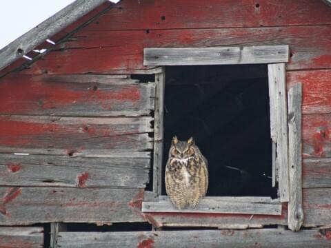 Great Horned Owl Identification, All About Birds, Cornell Lab of