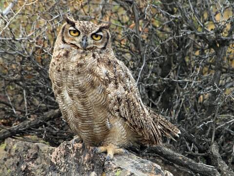 Great Horned Owl Identification, All 