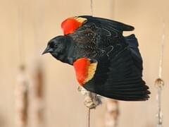 Red-winged Blackbird | Celebrate Urban Birds