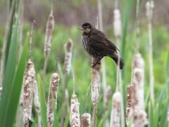 Red-winged Blackbird | Celebrate Urban Birds