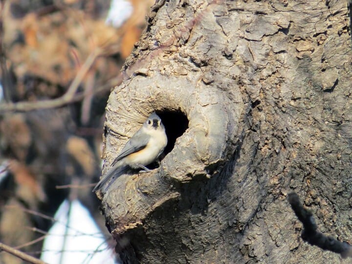 Tufted Titmouse Celebrate Urban Birds 2698