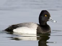 scaup hat