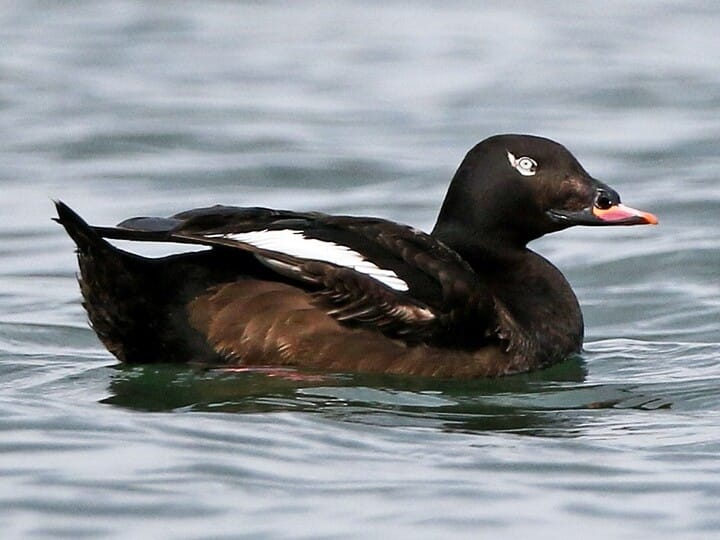 White-winged Scoter Adult male