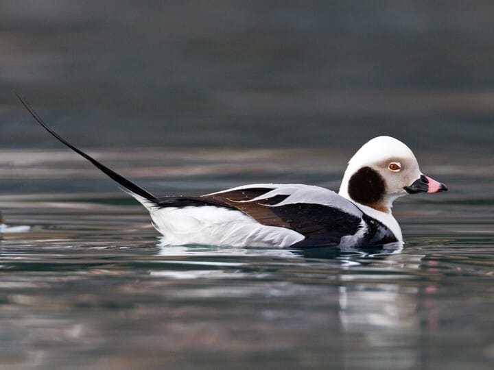 Long-tailed Duck Nonbreeding male