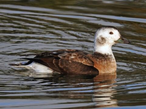 Photos and Videos for Long-tailed Duck, All About Birds, Cornell 