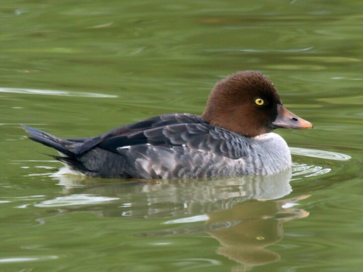 Similar Species to Common Goldeneye, All About Birds, Cornell Lab of  Ornithology