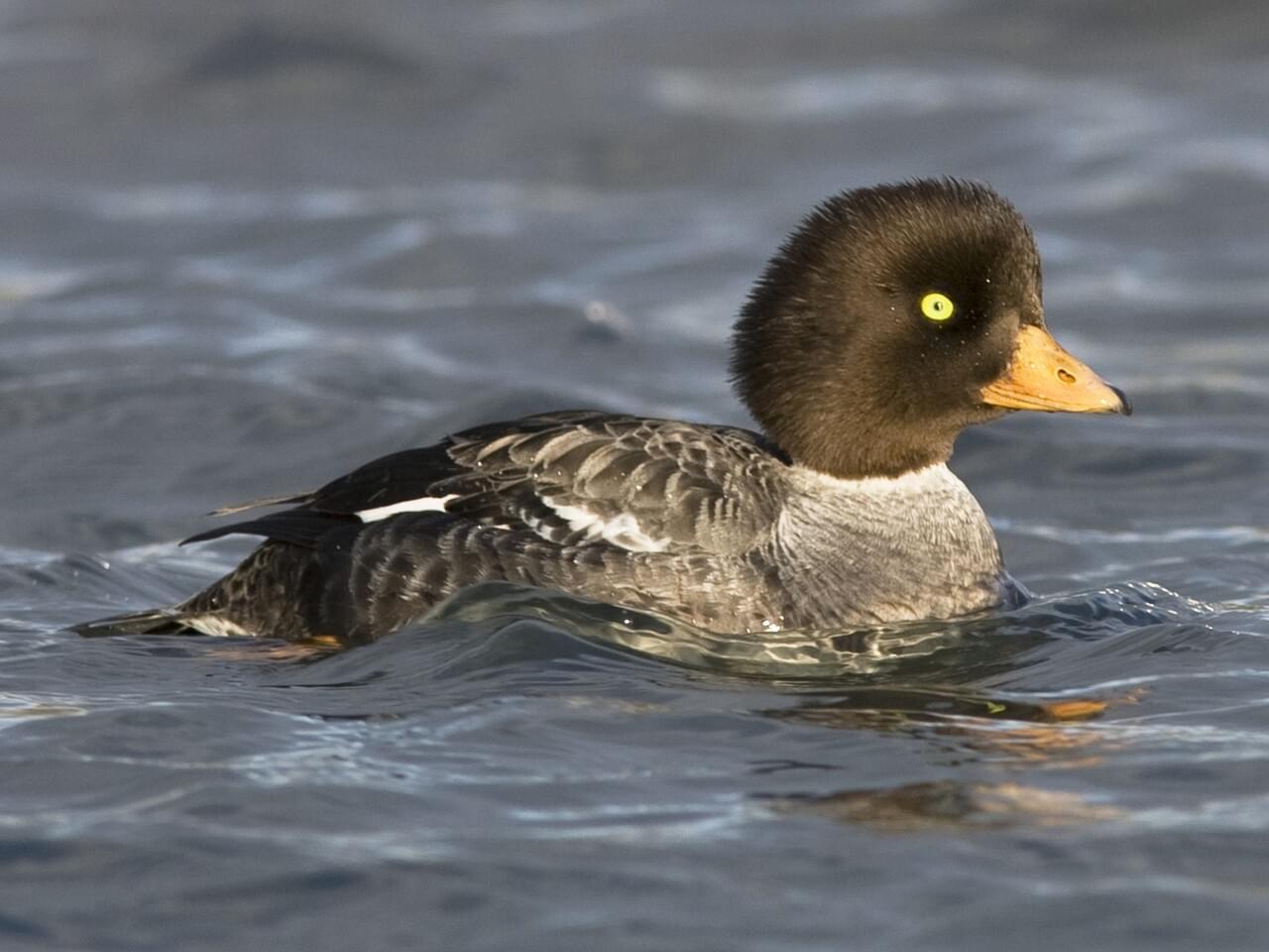 most unique waterfowl from michigan Page 2 Michigan Sportsman Forum