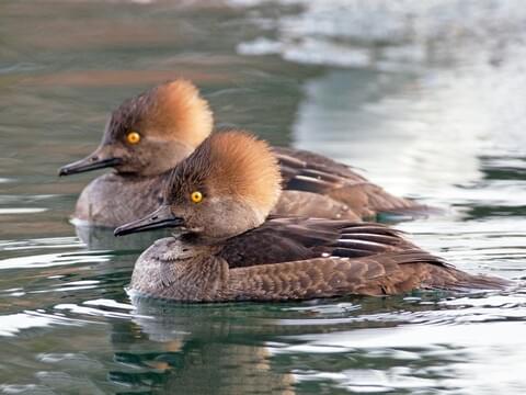 Hooded Merganser Snap Back - East Coast Waterfowl– Hunting and