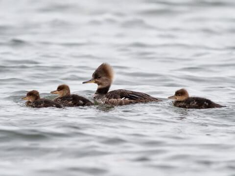 Hooded Merganser Snap Back - East Coast Waterfowl– Hunting and