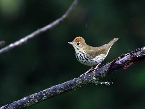 Ovenbird Identification, All About Birds, Cornell Lab of Ornithology
