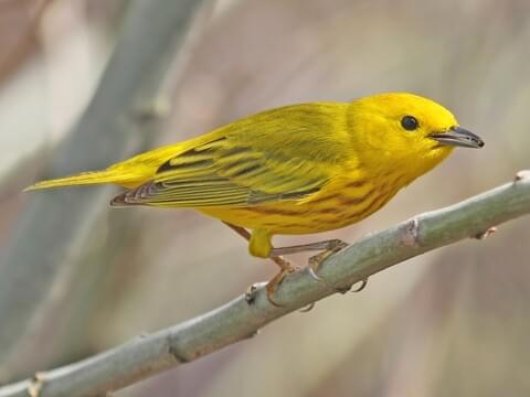 Yellow Warbler Identification, All 