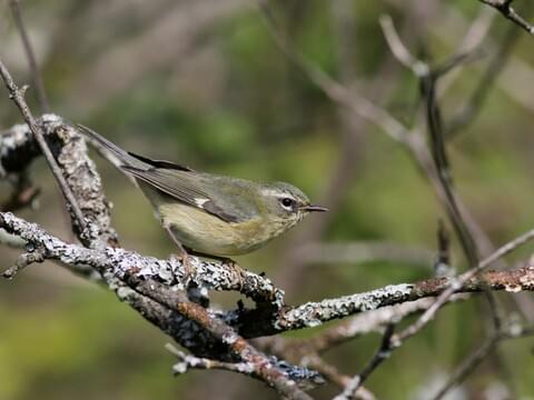 Black-throated Blue Warbler Identification, All About Birds, Cornell Lab of  Ornithology