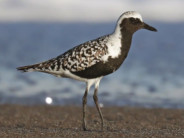 Black-bellied Plover Breeding male