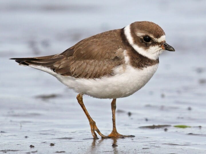 Semipalmated Plover Nonbreeding adult