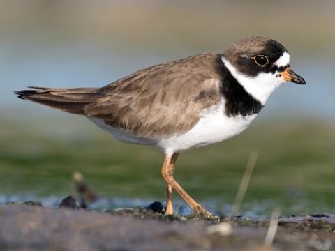 Image result for semipalmated plover