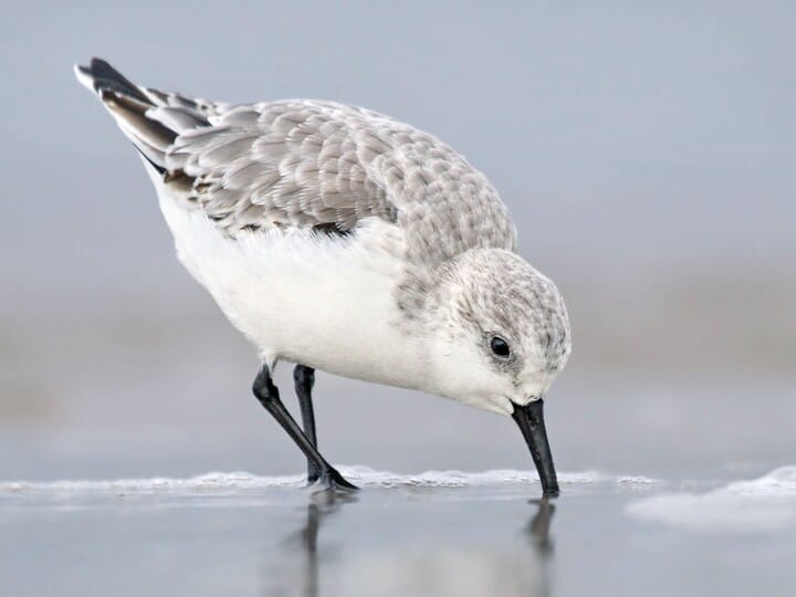 Sanderling Nonbreeding adult