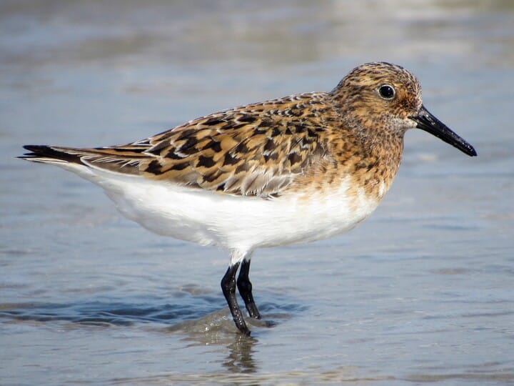 western sandpiper vs. semipalmated sandpiper