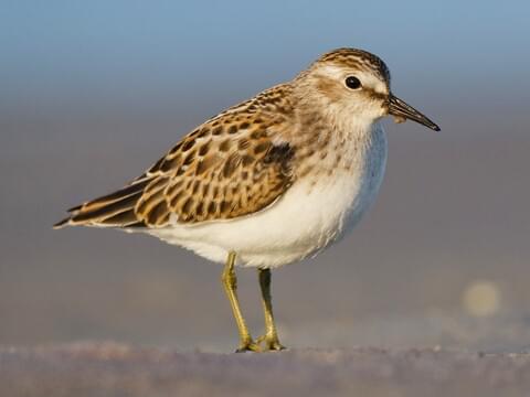 Image result for least sandpiper