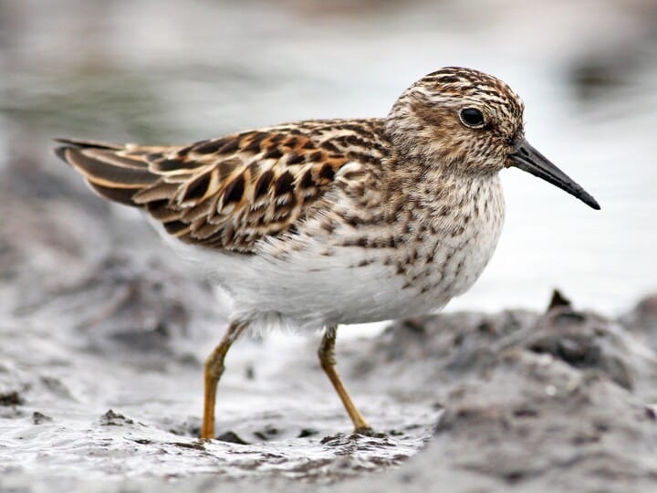 Least Sandpiper Breeding adult