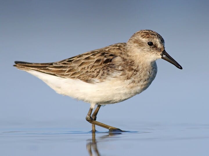 western sandpiper vs. semipalmated sandpiper