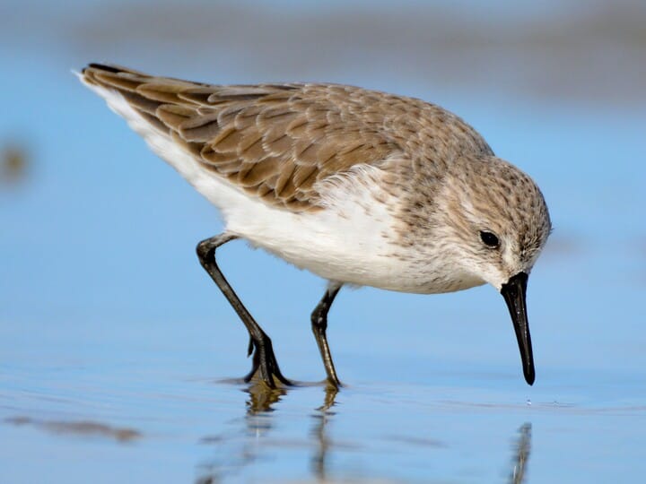 western sandpiper vs. semipalmated sandpiper