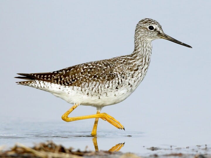 Greater Yellowlegs Breeding adult