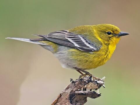 Pine Warbler Identification, All About 