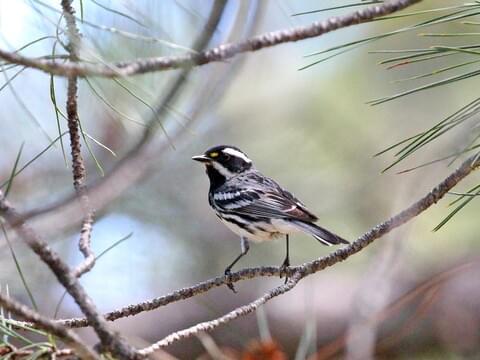 Black-throated Blue Warbler Identification, All About Birds, Cornell Lab of  Ornithology