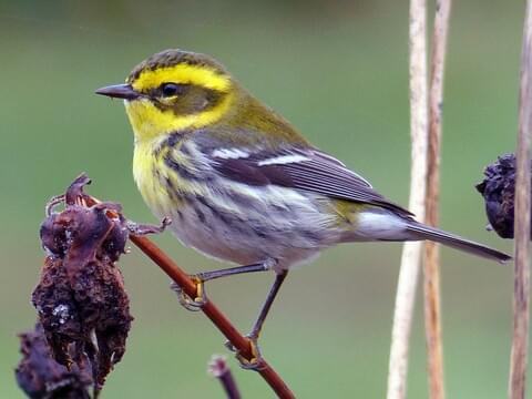 Townsend’s Warbler