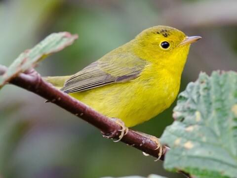 Captivating Yellow Songbirds of North America: Browse Through Stunning ...