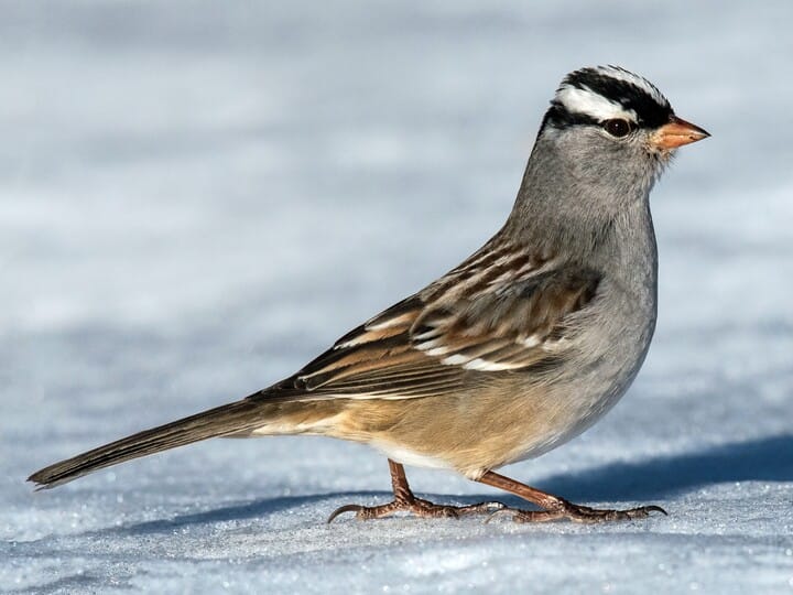 White-crowned Sparrow Adult