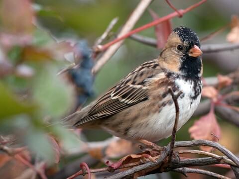 House Sparrow Identification, All About Birds, Cornell Lab of Ornithology