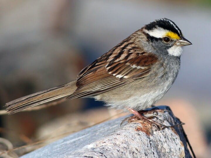 White-throated Sparrow Adult