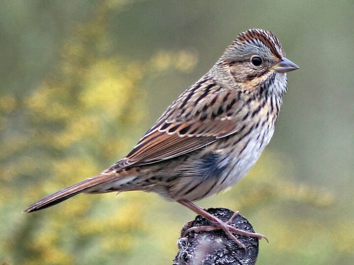 Similar Species To Song Sparrow All About Birds Cornell Lab Of Ornithology