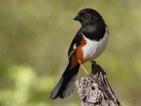 Eastern Towhee Identification, All About Birds, Cornell Lab of Ornithology