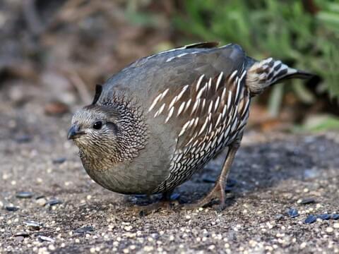 Male California Quail Close Up - Seeing And Appreciating The Fine