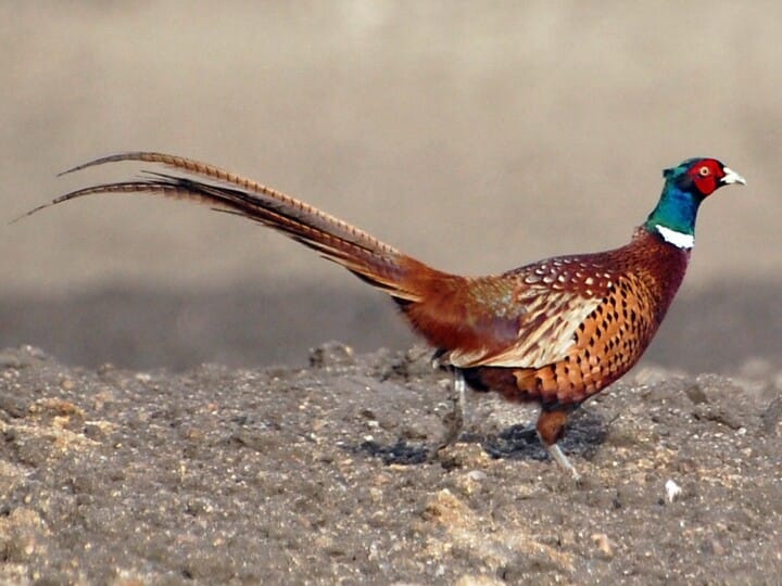 Ring-necked Pheasant Male