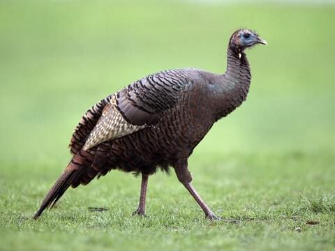 Wild Turkey Identification, All About Birds, Cornell Lab of